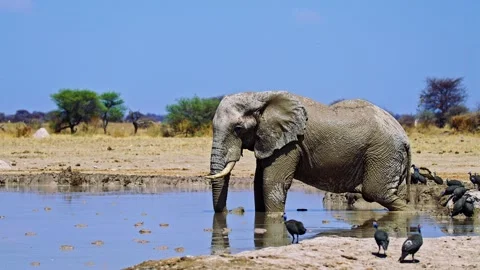 Elephants in Botswana Stock Footage 272772131