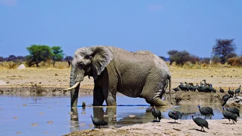 Elephants in Botswana Stock Footage 272774806