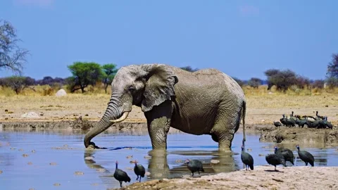Elephants in Botswana Stock Footage 272774963