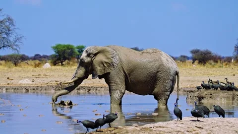 Elephants in Botswana Stock-Footage 272777347