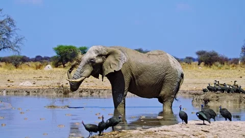 Elephants in Botswana 스톡 동영상 272777435
