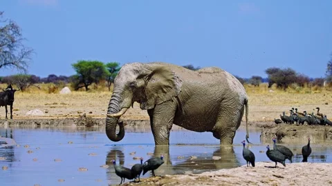 Elephants in Botswana Stock Footage 272779955