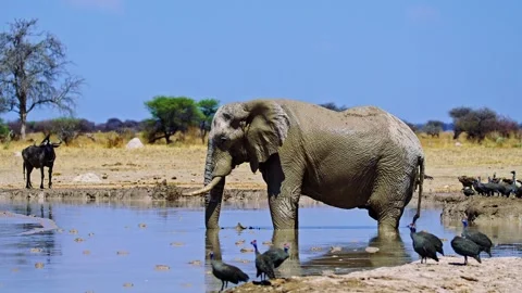 Elephants in Botswana Stock Footage 272780674