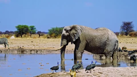 Elephants in Botswana Stock Footage 272788231