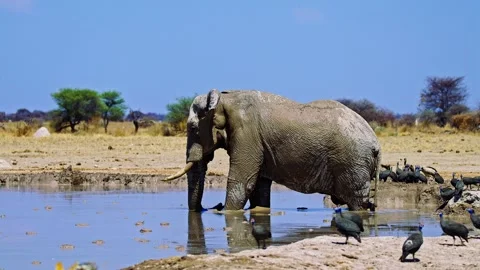 Elephants in Botswana Stock Footage 272788677