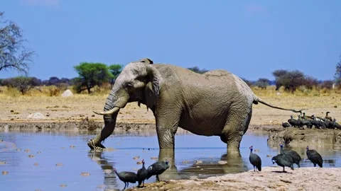 Elephants in Botswana Video stock 272790669