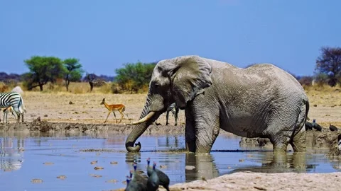 Elephants in Botswana Video stock 272791646