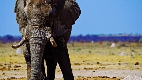 Elephants in Botswana Stock Footage 272792722