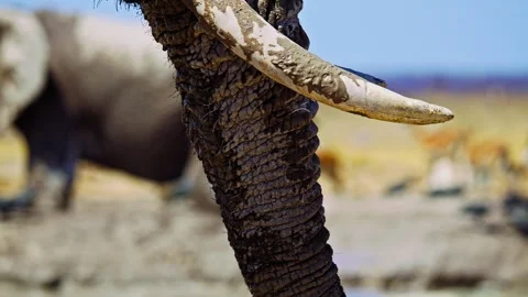 Elephants in Botswana Stock Footage 272810589