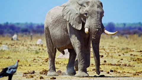 Elephants in Botswana Stock Footage 272821306