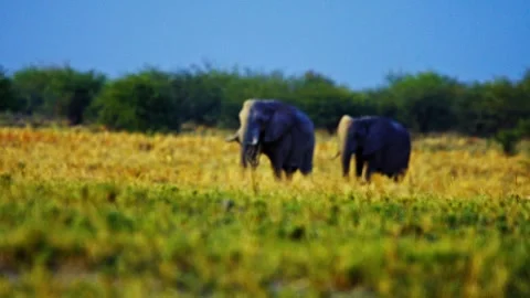 Elephants in Botswana Stock-Footage 272831195
