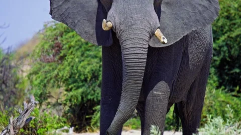 Elephants in Botswana Stock Footage 272845230