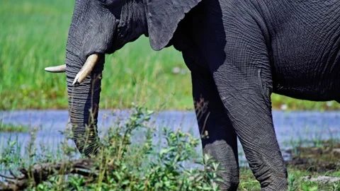 Elephants in Botswana Video stock 272858386