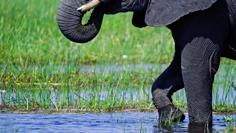 Elephants in Botswana Видео 272869670