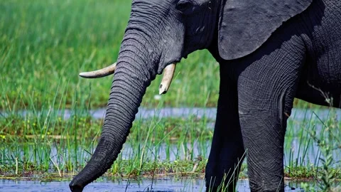 Elephants in Botswana Video stock 272904117