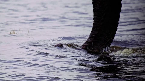 Elephants in Botswana Stock Footage 273823061