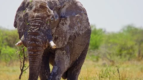 Elephants in Botswana Stock Footage 273829527