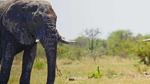 Elephants in Botswana Stock Footage 273829964