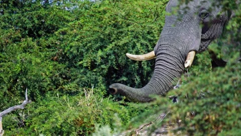 Elephants in Botswana Video stock 273834721