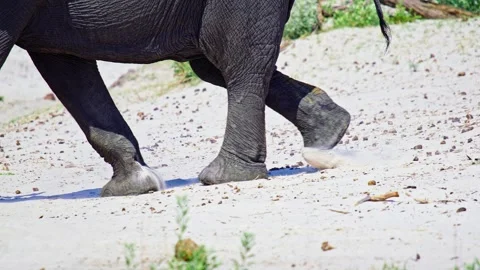 Elephants in Botswana Stock Footage 273835059