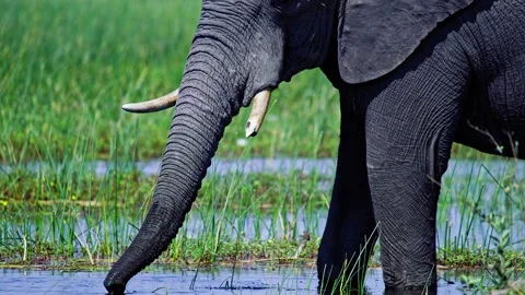 Elephants in Botswana Stock Footage 274319582