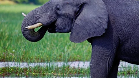 Elephants in Botswana Stock Footage 274320594