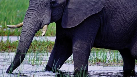 Elephants in Botswana Stock Footage 274324185