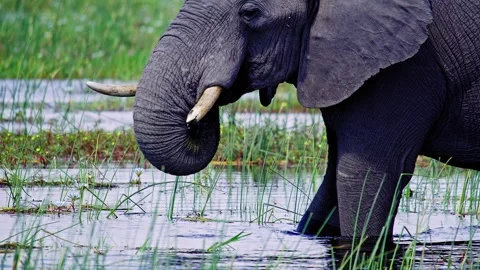 Elephants in Botswana Stock Footage 274325114