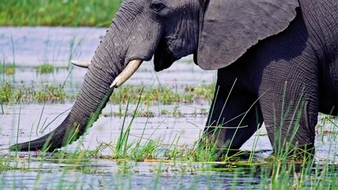Elephants in Botswana Video stock 274325139