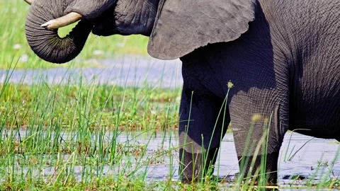 Elephants in Botswana Stock Footage 274325994