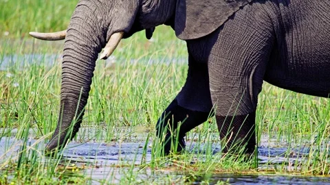 Elephants in Botswana Stock Footage 274327927