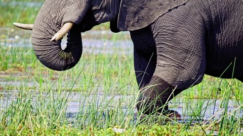 Elephants in Botswana Stock Footage 274329168