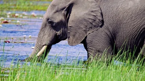 Elephants in Botswana Stock Footage 274335593
