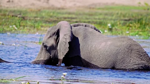 Elephants in Botswana 스톡 동영상 274336618