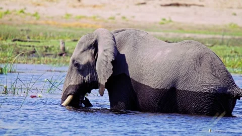 Elephants in Botswana Stock Footage 274337271