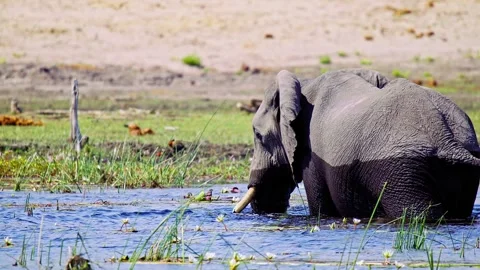 Elephants in Botswana Stock Footage 274338228