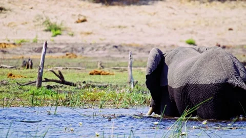 Elephants in Botswana Video stock 274338489