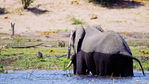 Elephants in Botswana 스톡 동영상 274339404
