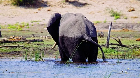 Elephants in Botswana Stock Footage 274340031