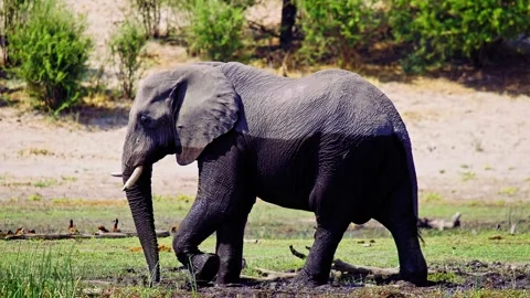 Elephants in Botswana Stock Footage 274341244