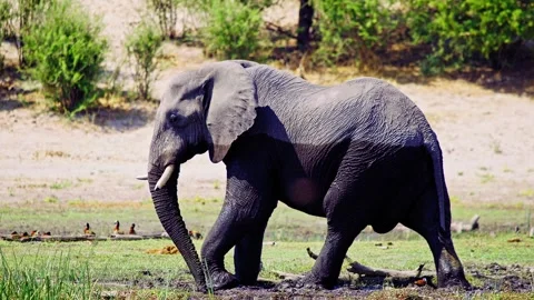 Elephants in Botswana Stock Footage 274341385