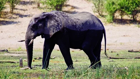 Elephants in Botswana Video stock 274342934