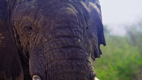 Elephants in Botswana Stock Footage 274347424