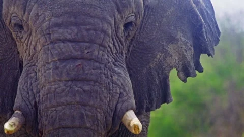 Elephants in Botswana Stock Footage 274351018