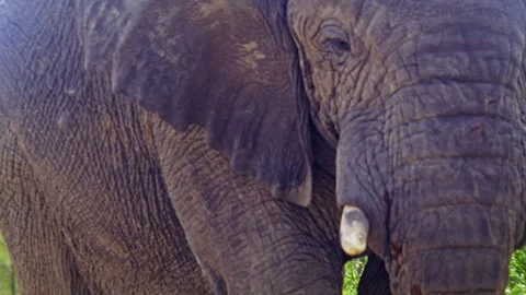 Elephants in Botswana Stock Footage 274351107