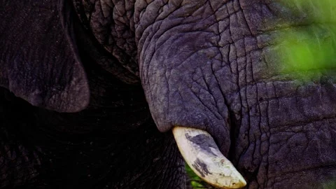 Elephants in Botswana 스톡 동영상 274357258