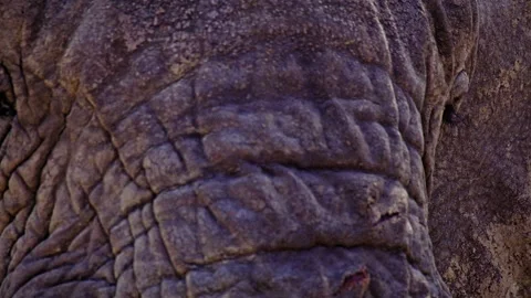Elephants in Botswana Видео 274358583