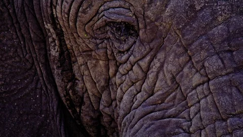 Elephants in Botswana Stock Footage 274359450