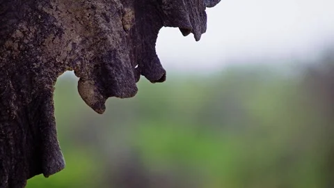 Elephants in Botswana Stock Footage 274359500