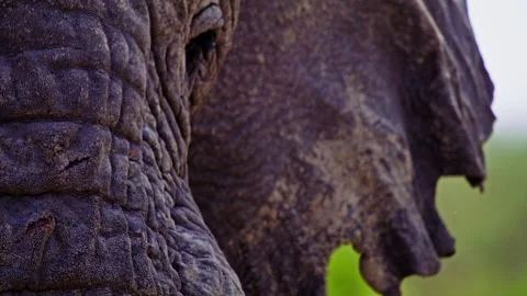 Elephants in Botswana Stock Footage 274360411